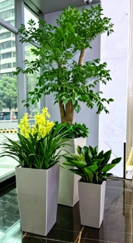 海曙绿化养护施工技巧-杭州湾绿植租摆服务商-奉化公司花木出租-慈溪花卉租摆服务